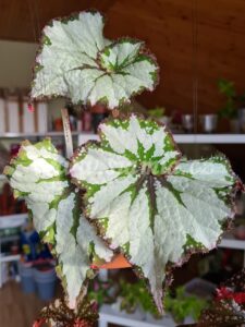 Green Gold begonia begonie begonias terrarium cane rex rhizomatic