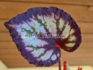 IB-201 begonia begonie begonias terrarium cane rex rhizomatic