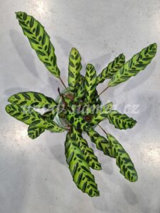 Calathea lancifolia Insignis