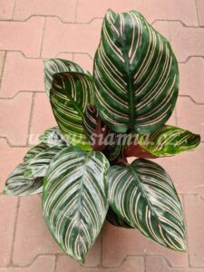 Calathea ornata Sanderiana