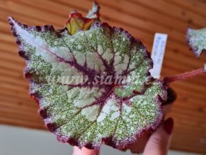 DS-Veselaia Metelitsa (DS-Веселая метелица) begonia begonie begonias terrarium cane rex rhizomatic