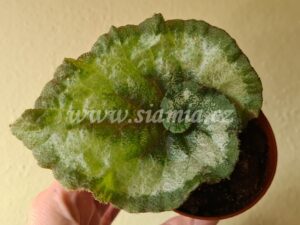 Escargot begonia begonie begonias terrarium cane rex rhizomatic