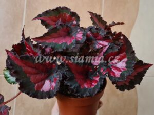 Inca Night begonia begonie begonias terrarium cane rex rhizomatic