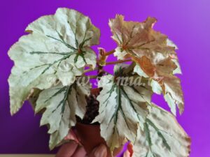 Looking Glass begonia begonie begonias terrarium cane rex rhizomatic