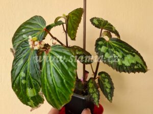 Mantuk begonia begonie begonias terrarium cane rex rhizomatic