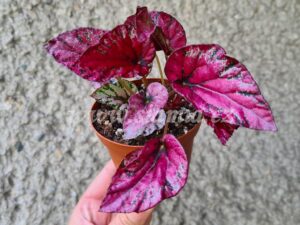 Maui Sunset begonia begonie begonias terrarium cane rex rhizomatic