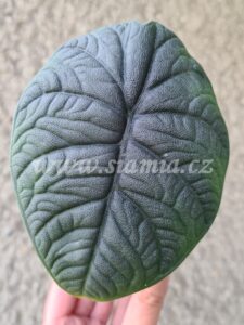 Alocasia Melo