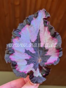 Sardana begonia begonie begonias terrarium cane rex rhizomatic