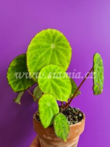 Scapigera begonia begonie begonias terrarium cane rex rhizomatic