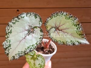 Silver Greenheart begonia begonie begonias terrarium cane rex rhizomatic