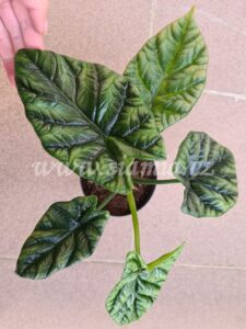 Alocasia Sinuata