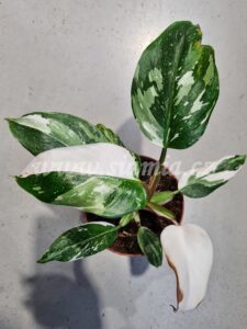 Philodendron White Princess