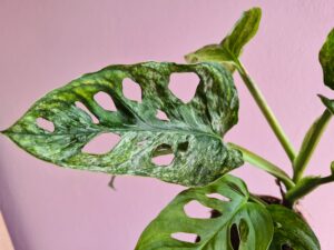 Monstera adansonii Mint