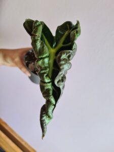 Alocasia Curly Bambino