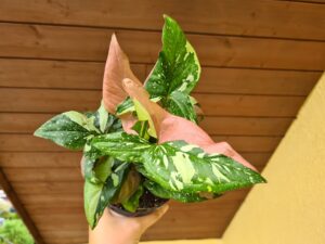 Syngonium Red Spot Tricolor