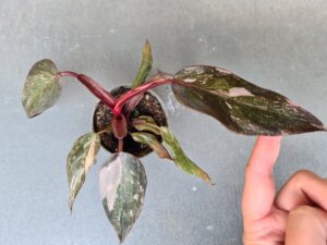 Philodendron Pink Princess Marble