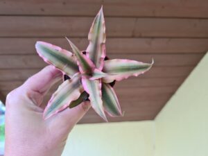 Cryptanthus Pink