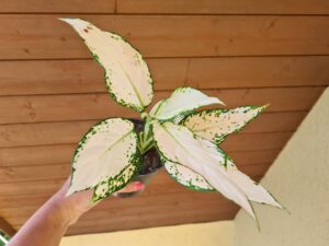 Aglaonema White Kiwi