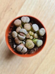 Lithops - živé kameny