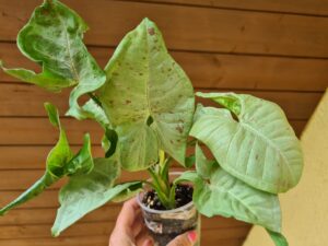 Syngonium Milk Conffetti