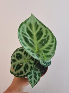 Anthurium Silver Blush