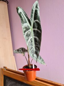 Alocasia Longiloba Silver