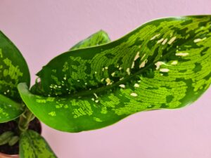 Dieffenbachia Crocodile