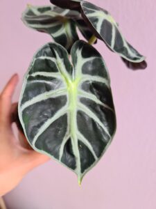 Alocasia Balloon Heart