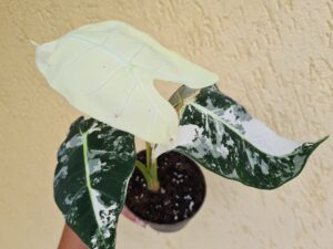 Alocasia Frydek variegata