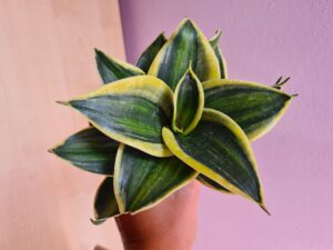 Sansevieria Stars and Stripes