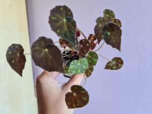 Begonia Tiger