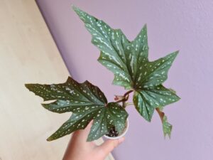 Begonia Sophie Cecile