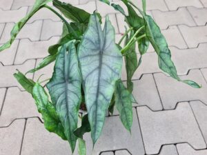 Alocasia Dragon´s Breath