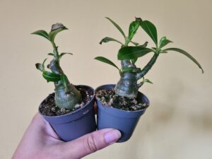 Adenium