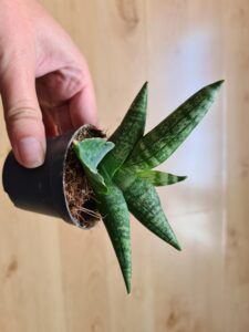 Sansevieria (tchýnin jazyk)