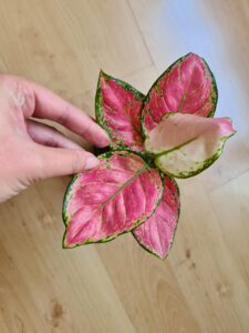 Aglaonema