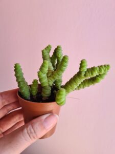 Crassula