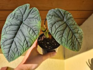 Alocasia Melo