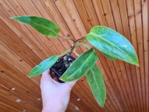 Philodendron Painted Lady