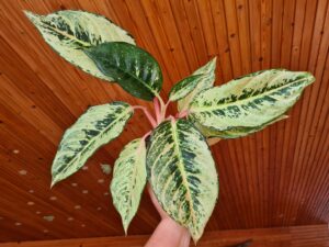 Aglaonema Dreamcatcher