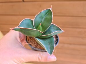 Sanseveria Samuai Dwarf