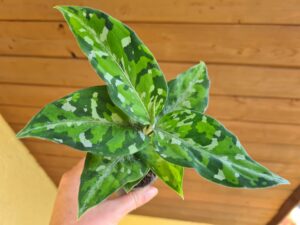 Aglaonema Pictum Tricolor