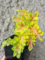 Apricot Feever Coleus Palettblad Africká okrasná kopřiva africké kopřivy solenostemon Buntnessel