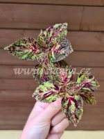 ash blond Coleus Palettblad Africká okrasná kopřiva africké kopřivy solenostemon Buntnessel