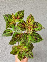 Ash Blond Coleus Palettblad Africká okrasná kopřiva africké kopřivy solenostemon Buntnessel